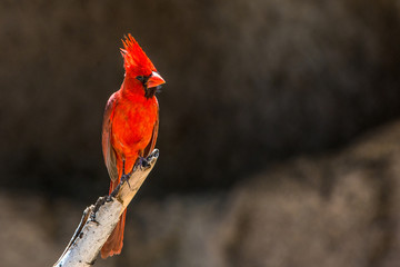 A Cardinal on a branch