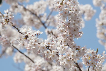 桜　春　花