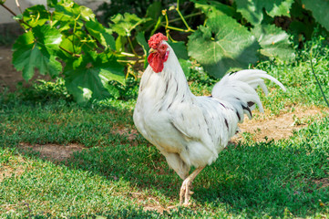 Portrait of beautiful white rooster with a red crest on head is standing on one leg in the courtyard of a village house on a sunny day. Close-up. Copy space for your text