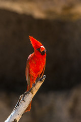 A Cardinal on a branch
