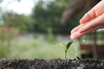 Agriculture. Growing plants. Plant seedling. Hand nurturing and watering young baby plants growing in germination sequence on fertile soil with natural green bokeh background
