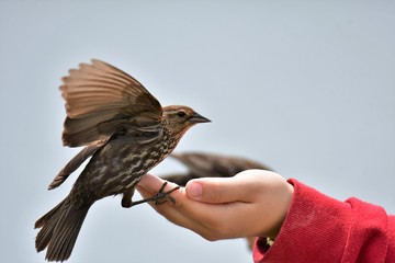 A closeup of Red-winged blackbird feeding from a hand. Burnaby lake BC Canada