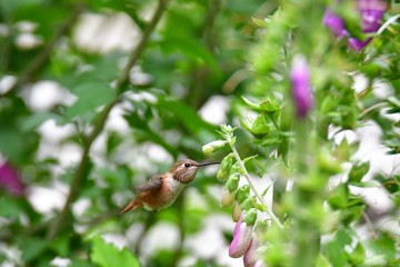 A closeup of Rufous hummingbird hovering near the flowers. Burnaby lake BC Canada