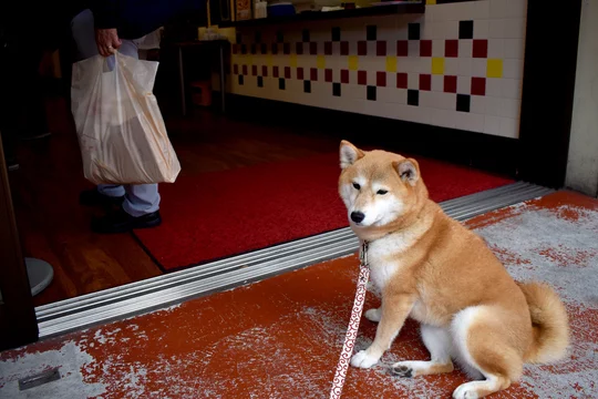 柴犬 勝手に店番 Buy This Stock Photo And Explore Similar Images At Adobe Stock Adobe Stock 柴犬 勝手に店番 Buy This Stock Photo And Explore Similar Images At Adobe Stock Adobe Stock