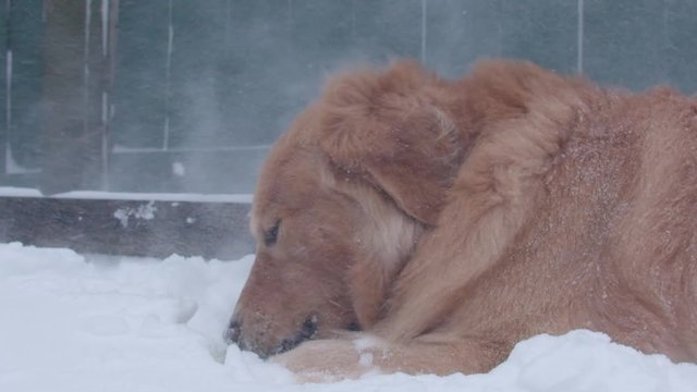 Golden retriever dog chewing on ball in windy snowfall