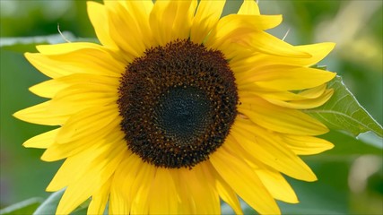 Obraz premium Close to yellow sunflower blowing away across a fresh green background