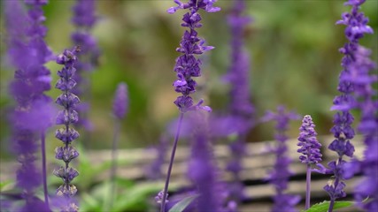 Fototapeta premium close up blooming lavender field under the purple colors