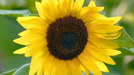 Naklejka premium Sunflower close up. Bright yellow sunflowers