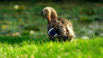 The duck is cleaning the hairs.Ducks raised in nature