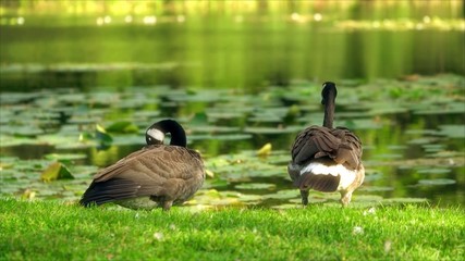 Two ducks on the edge of the swamp