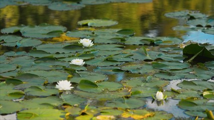 White lotus in the swamp