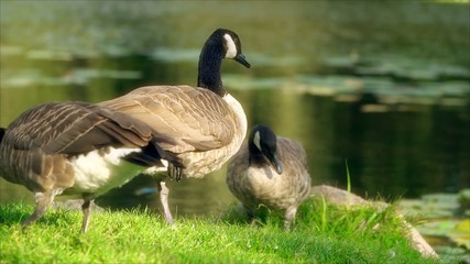 World animal life Duck looking for food on the water