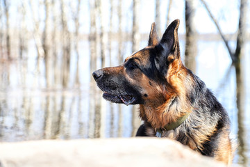 Dog German Shepherd near water in a sping day