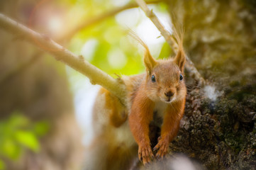 Red squirrel have a rest on the tree