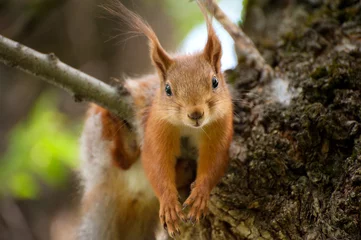 Zelfklevend Fotobehang Eekhoorn Rode eekhoorn rust uit in de boom