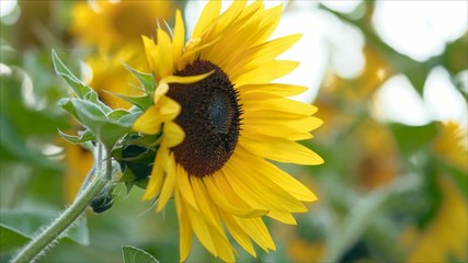 Beautiful sunflowers in the field natural background