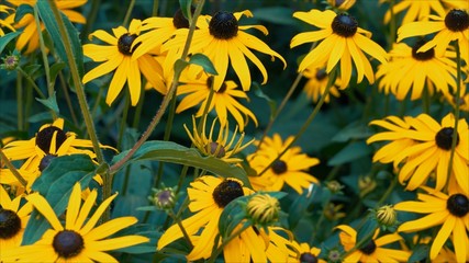Black Eyed Susan Flower Bright yellow