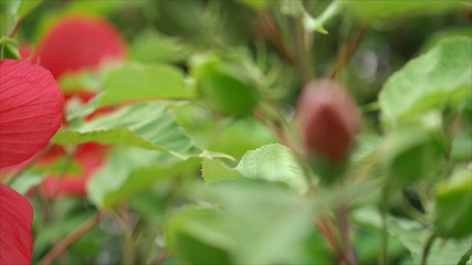 Close up of large red hibiscus flowers
