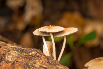 Mushrooms in the forest on rainy season