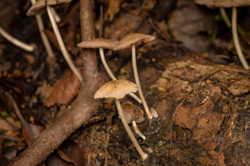 Mushrooms in the forest on rainy season