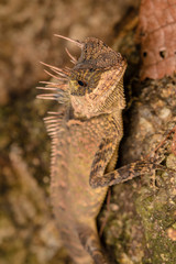 Close up chameleon in the forest