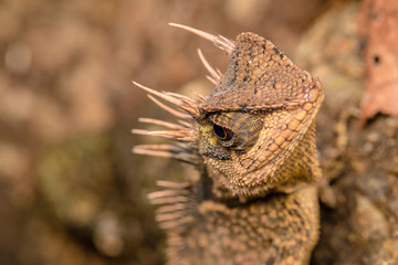 Close up chameleon in the forest