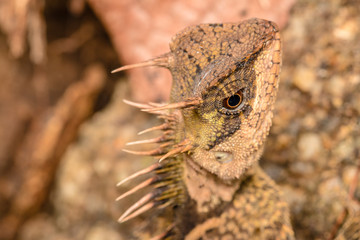 Close up chameleon in the forest