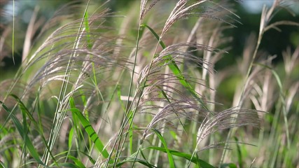 The grass is swayed by the wind