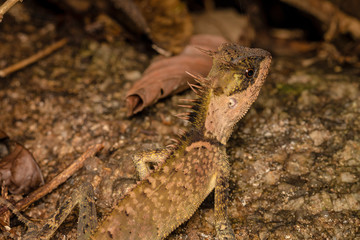Close up chameleon in the forest
