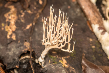 Clavaria in the forest grow on timber