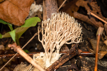 Clavaria in the forest grow on timber