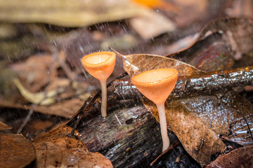 Champagne mushrooms in the rainy season