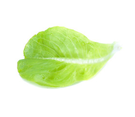 Green oak lettuce on white background