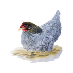 Chicken watercolor isolated .Chicken on white background. Watercolor hand painted illustration of Chicken