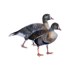 Duck watercolor isolated .Duck on white background. Watercolor hand painted illustration of Duck.