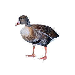 Duck watercolor isolated .Duck on white background. Watercolor hand painted illustration of Duck.