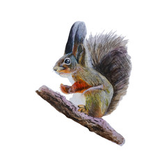Squirrel isolated on white background .Hand painted Watercolor illustrations.