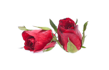 Naklejka premium Red Rose isolated on white background