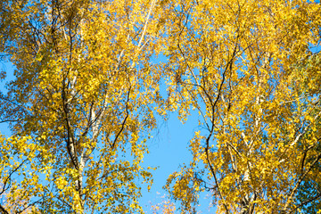 yellow tree in autumn