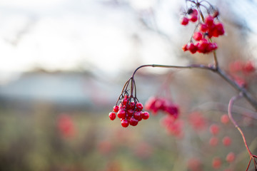 red berries