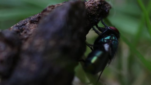 Blue bottle fly eating cat feces in grassland