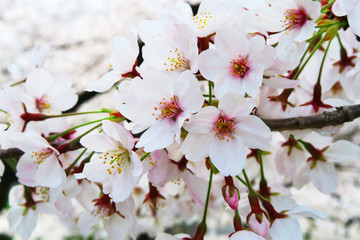 Cherry Blossoms Sakara in Japan  