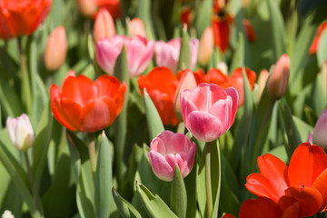 Many red and pink Tulipa flowers in a park