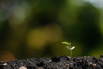 agriculture plant seeding growing step concept in garden