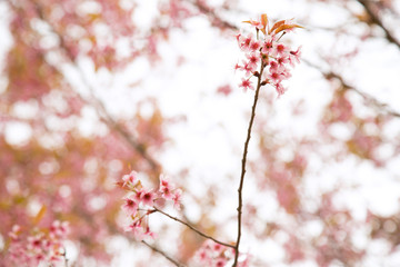 Beautiful cherry blossom or sakura in spring time over  sky