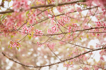Beautiful cherry blossom or sakura in spring time over  sky