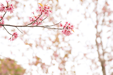 Beautiful cherry blossom or sakura in spring time over  sky