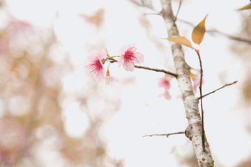 Beautiful cherry blossom or sakura in spring time over  sky