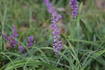 liriope
