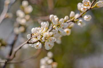 Beautiful color season blossom meadow flower